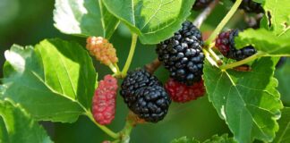 health benefits of mulberry fruit