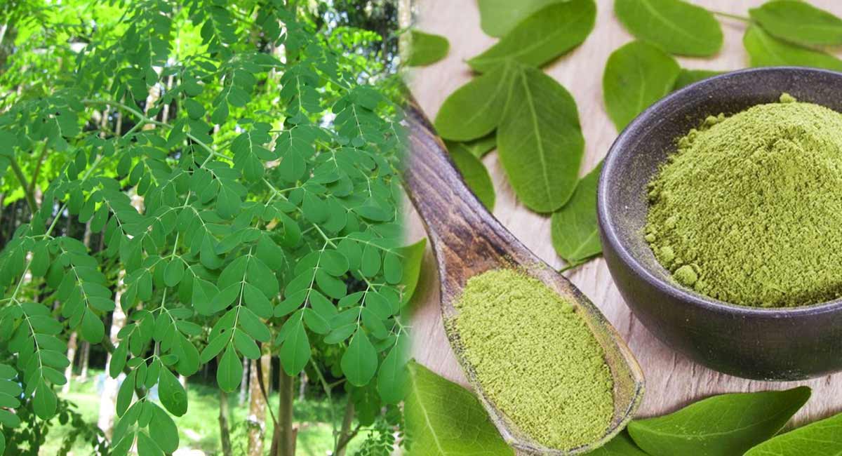 moringa leaf health benefits