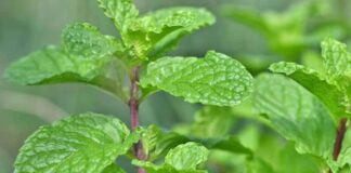 Health benefits of mint leaves