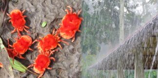 relationship between rain bugs and rains
