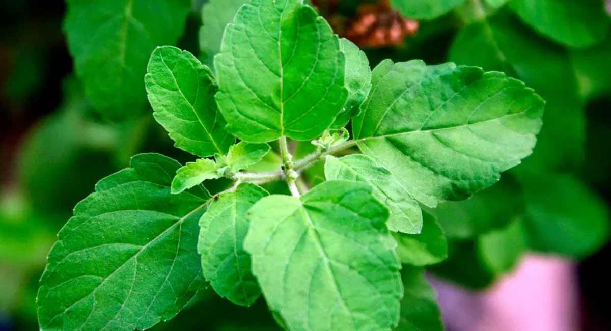 Health benefits of these amazing plant