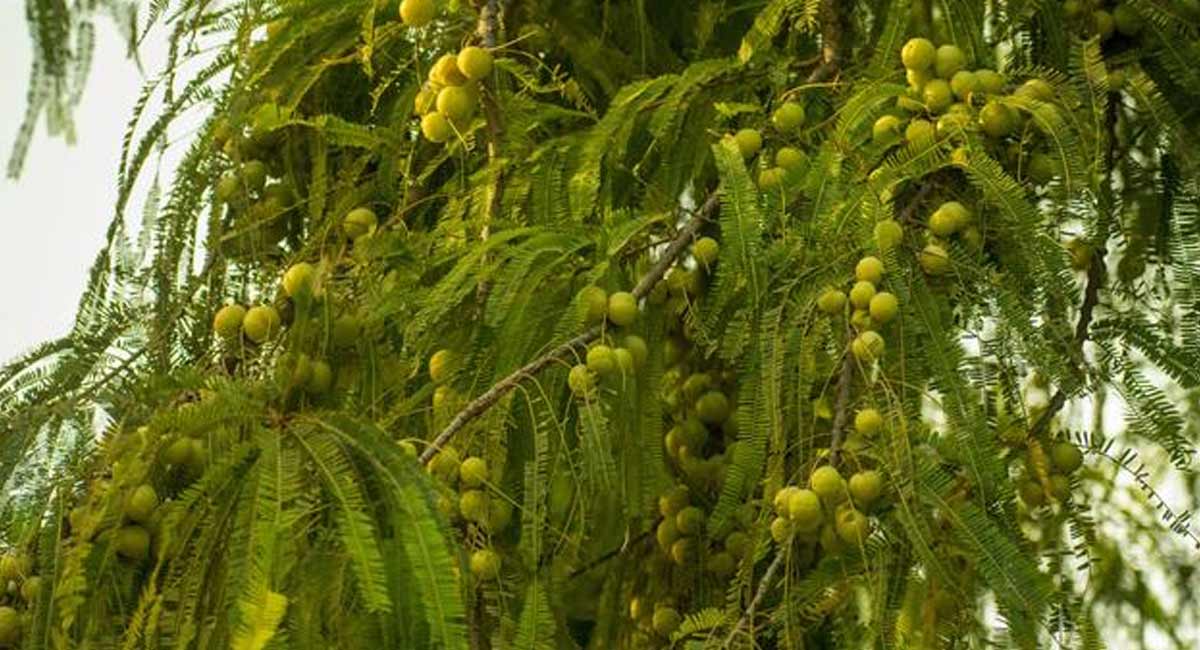 Daily intake of amla is good for health