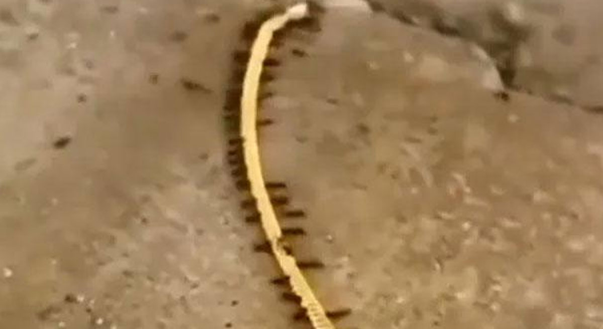 ants steal gold chain video viral