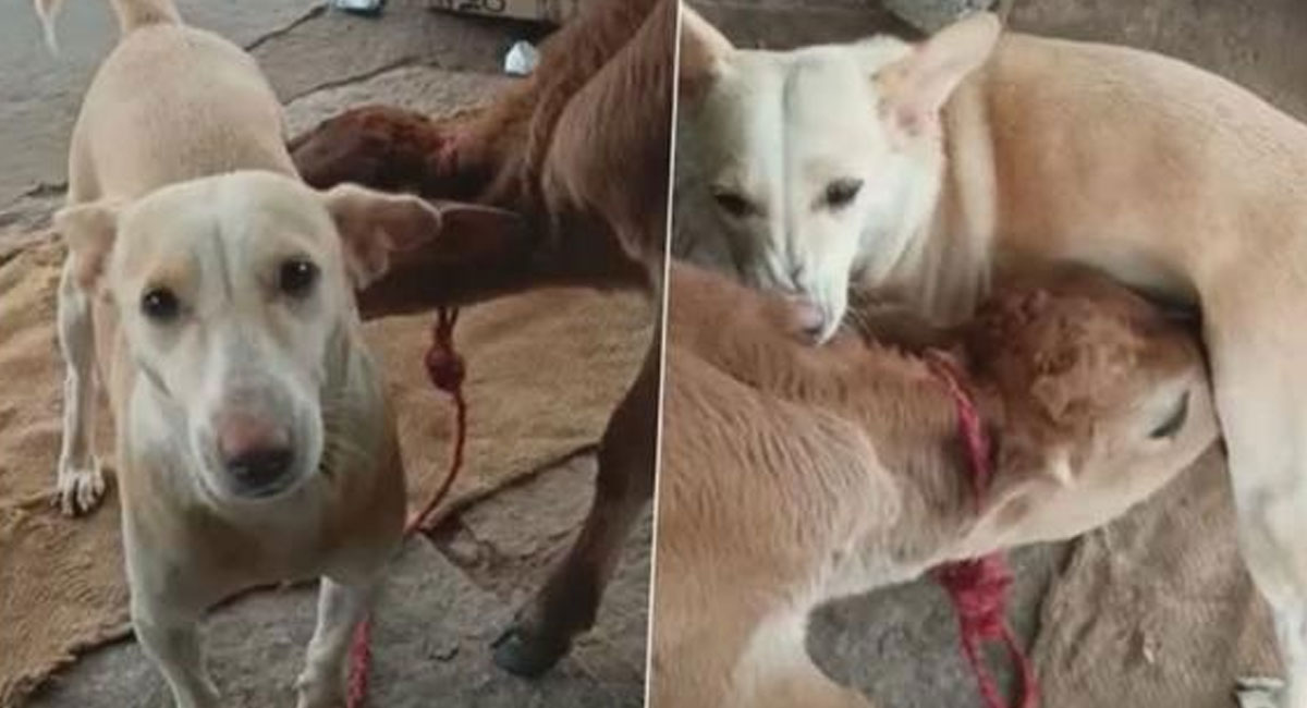 dog gives milk to calf in karnataka video viral