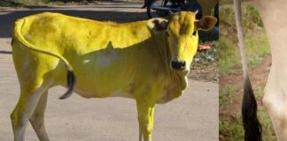 Devotional facts about cow tail hair