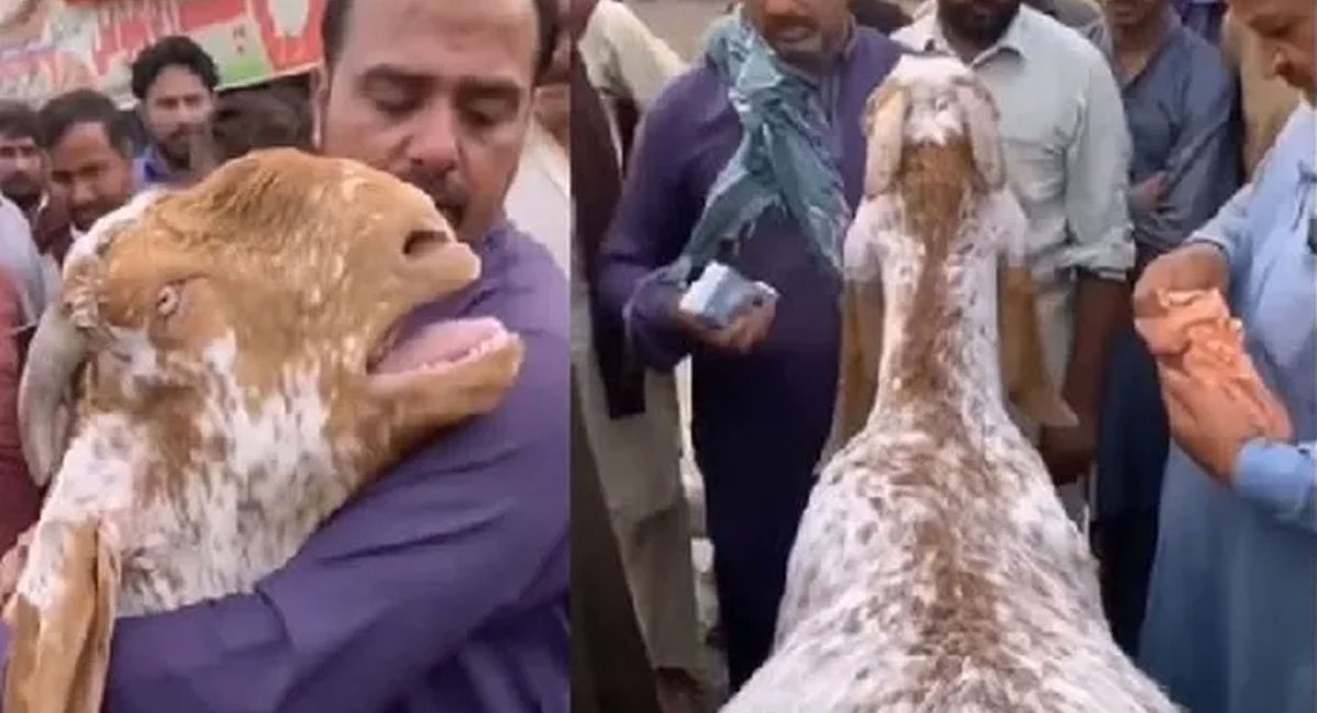 goat hugs owner and cries like human after selling video viral