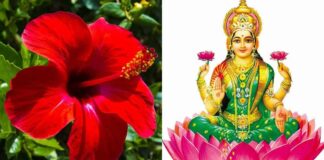 Pooja tips with mandhra flower