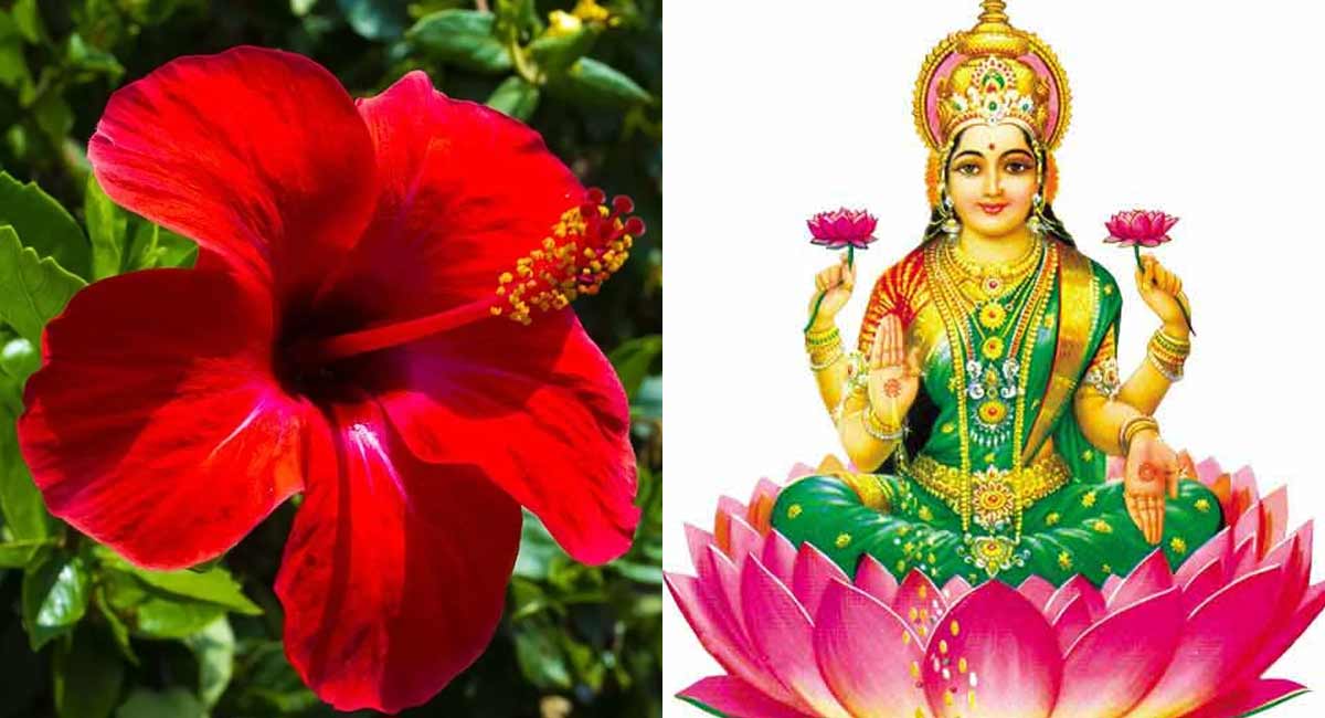 Pooja Tips : మీ ఇంట్లో సిరి , ఆనందం ఉండాలంటే... మందార పువ్వు తో ఇలా చేయండి. Pooja tips with mandhra flower