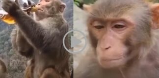 viral video drunken monkey things gone viral in social media