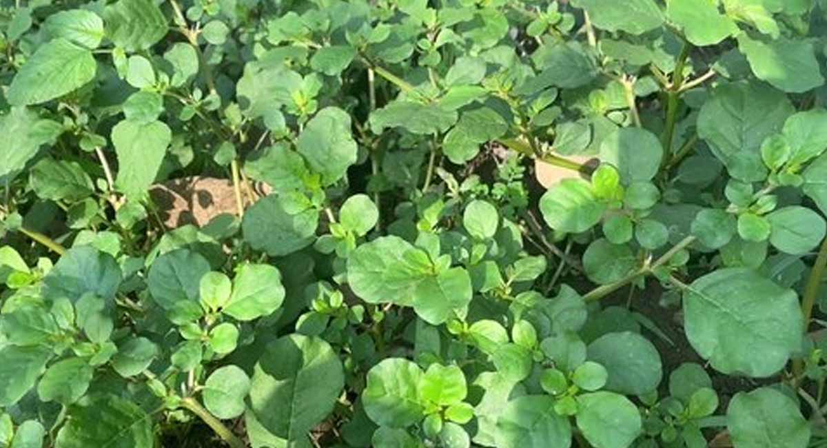 Health Benefits : తెల్లగలిజేరు (పునర్నవ)అనే మొక్క గురించి మీలో ఎంతమందికి తెలుసు? health benefits Telagalijeru plant