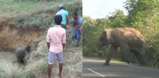 viral video mother elephant who asked humans to save her baby