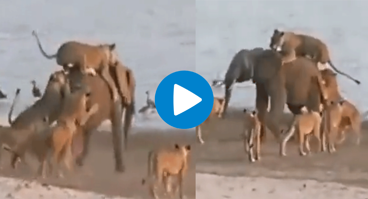 viral video lion group attacked on elephant who wins