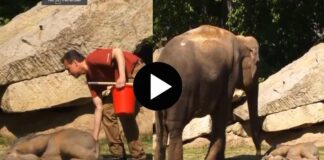mother elephant ask help to zoo keepers to woke up her baby chub viral