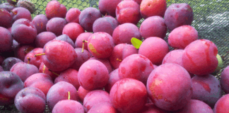 Health Benefits of plum Fruit
