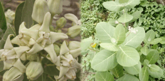 Vasthu tips for thella jilledu plant White swallowwort