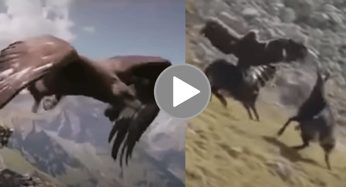 Eagle trying to catch and fly mountain goat video gone viral