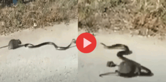 rat vs snake fight to saves rats baby viral video news