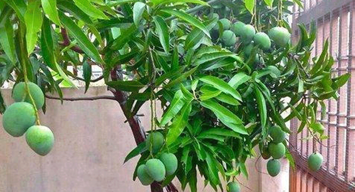 Vathu Tips for mango tree may or may not be in your home premises