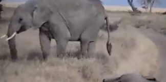 mother elephant and baby elephant funny video viral