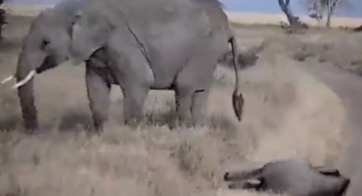 mother elephant and baby elephant funny video viral