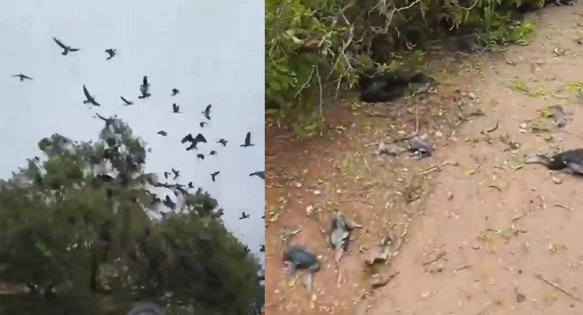tree fell down to widen road and destroys heron nest video viral