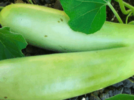 If you know about the benefits of eating zucchini a day, then you have left