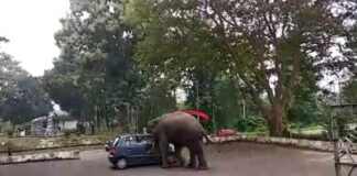 elephant goofing with car in assam video goes viral