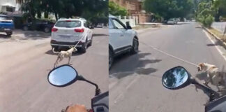 dog dragged after tied to car video viral