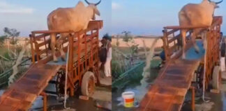 power producing with bull in rural areas video viral