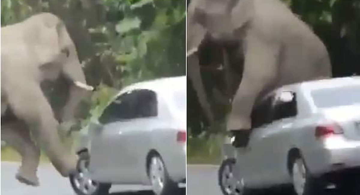 elephant damages car on road video viral