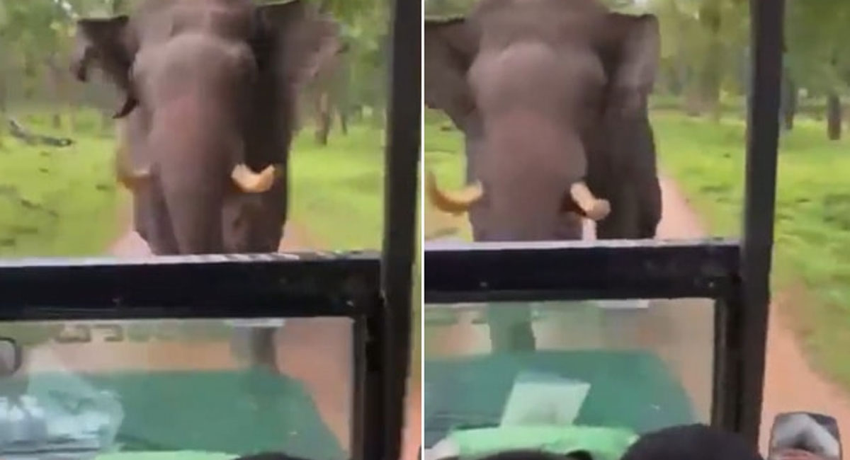 elephant chases safari jeep with tourists video goes viral