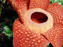 the largest flower in the world found in indonesia