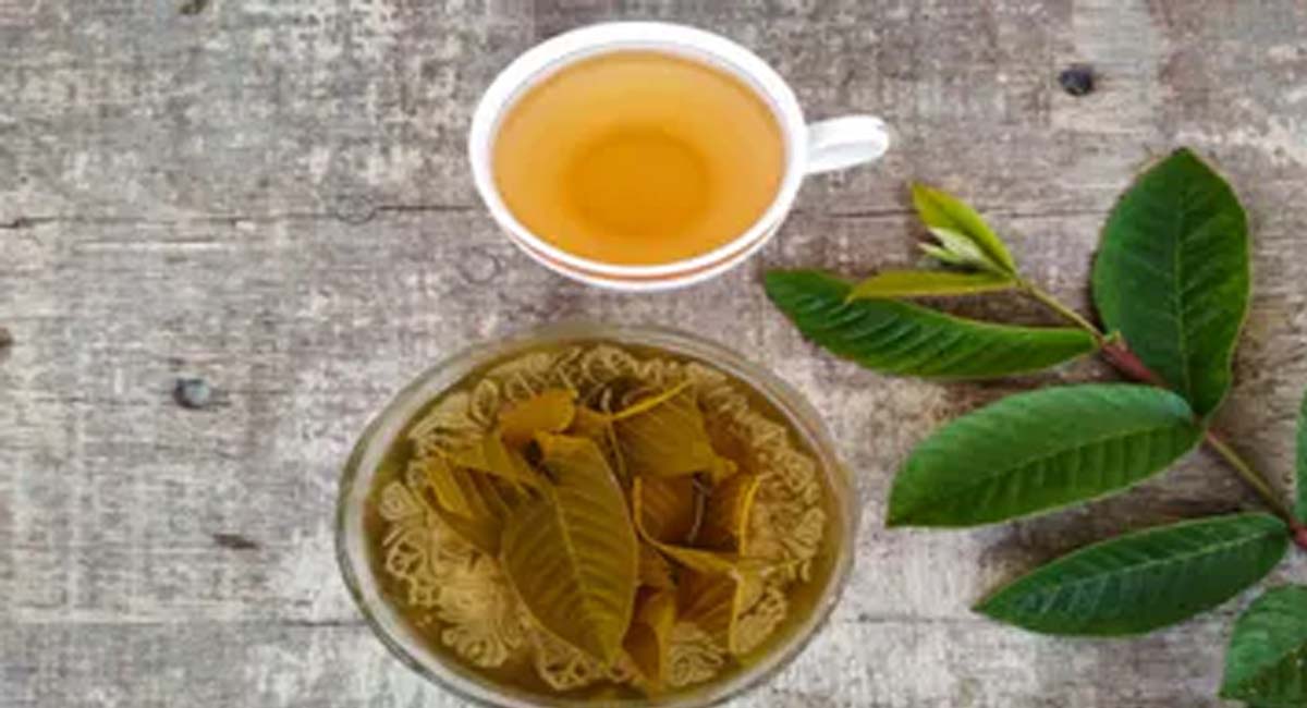 Health Benefits of guava leaf tea drink daily