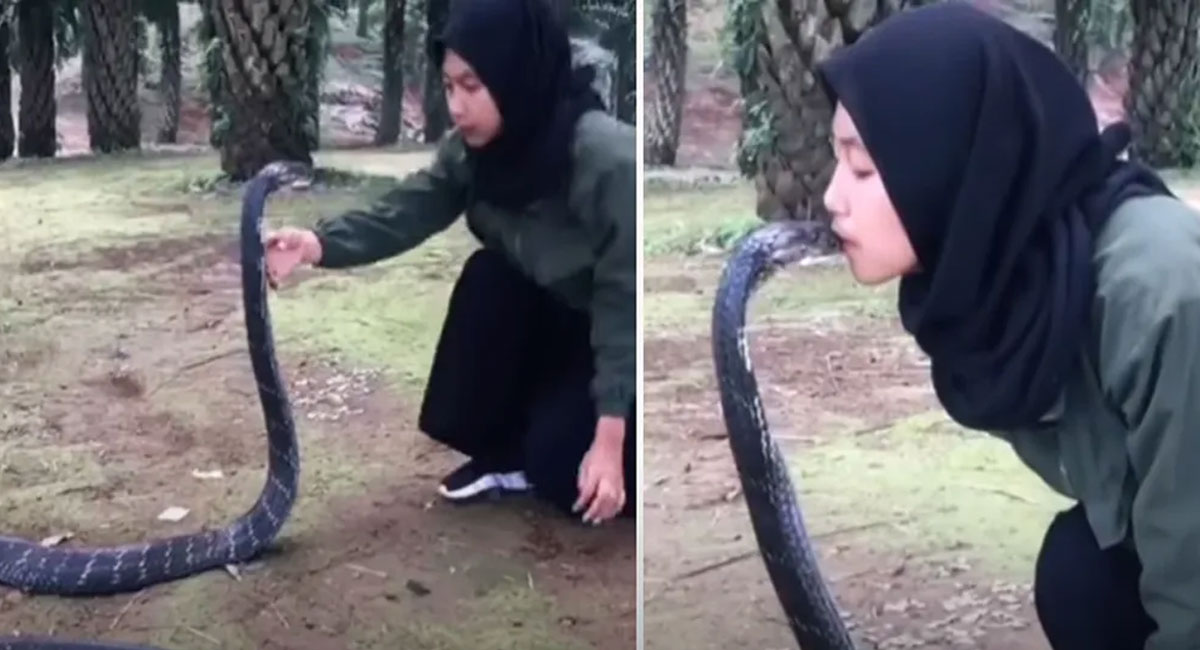 girl kissed king cobra video goes viral