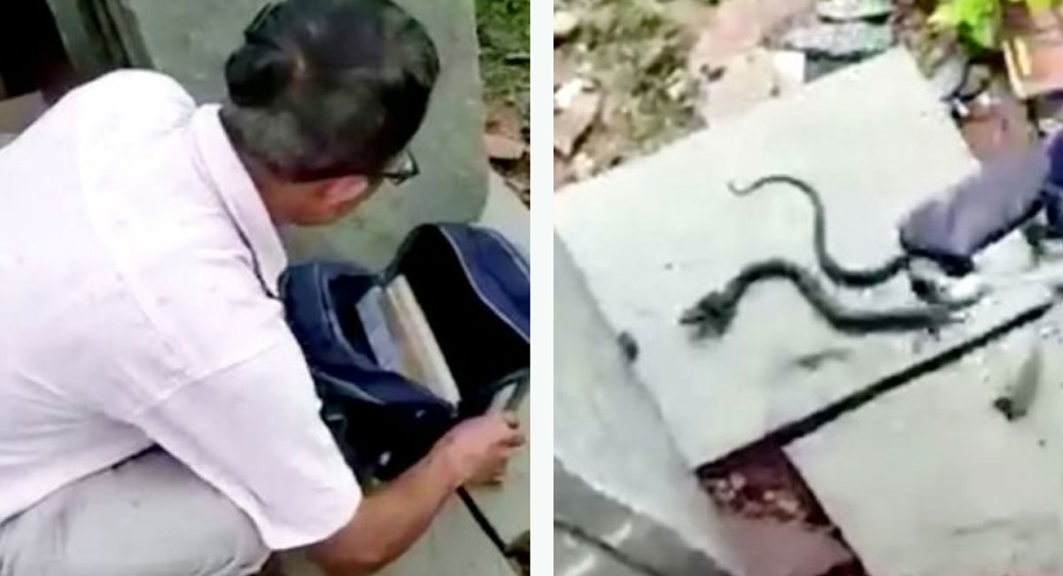 cobra snake found hiding inside school girl bag video viral