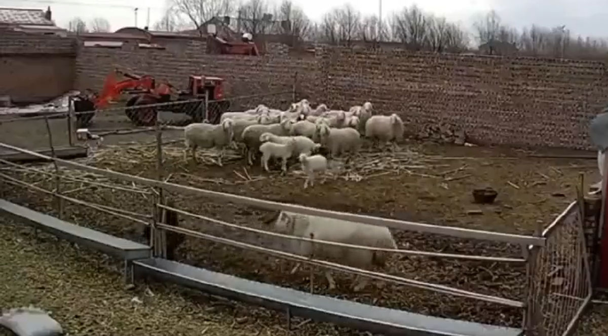 sheep attacks child video goes viral