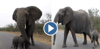 mother elephant stops his culf from tourist to reach them video gone viral