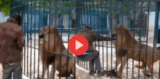 person shake hands with the lion in the cage given reply his style gone viral