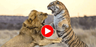 war between tiger and lion who wins viral video