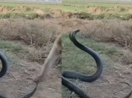 Monkey play with snake viral video