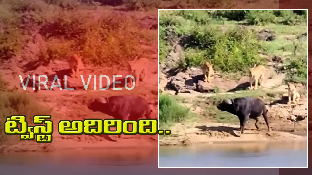 viral video-Angry Buffalo attack Lions