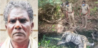 tamil-nadu-farmer-arrested-for-killing-tigers-with-poison-to-avenge-the-death-of-his-cows