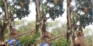 elephant-plucking-the-jackfruit-video-is-going-viral