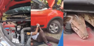 a-huge-python-in-the-car-engine-how-it-was-taken-out-should-be-shocking